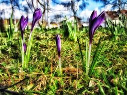 crocus flowers low angle view