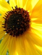 brown center of sunflower