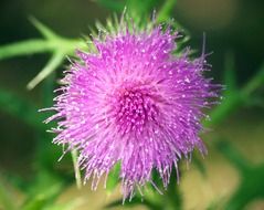 pink thistle flower on blurry background