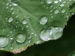 plants nature macro