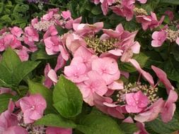 Hydrangea is an ornamental shrub