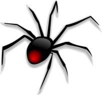 spider insect drawing
