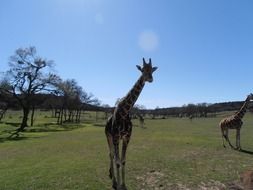 giraffe on green grass in africa