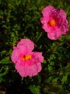 wonderful cistus white flowers