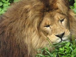 lion near the green bush