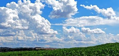 green soybean field under a blue sky with white clouds