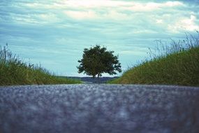 tree near the road at dusk