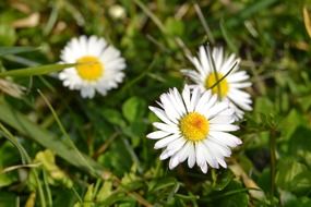 three daisies on a rural field