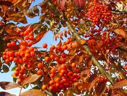 ripe ashberry at blue sky