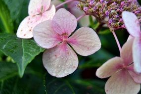 macro photo of pink flowers in nature