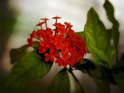 Red ixora flowers