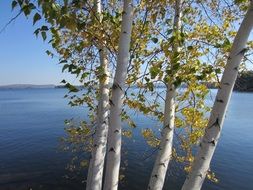 birch trees over the lake