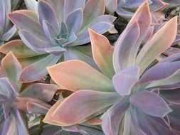 gorgeous succulent cactus