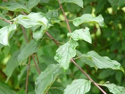 Closeup photo of Green natural leaves