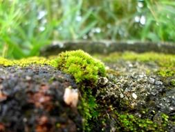 green moss in the rain close up