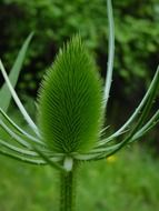 Green prickly thistle