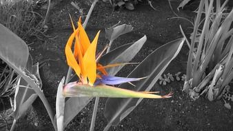 Exotic bird of paradise