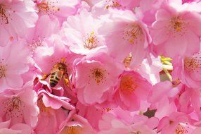 bee on the pink bush