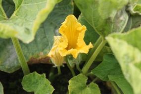 pumpkin flower among leaves