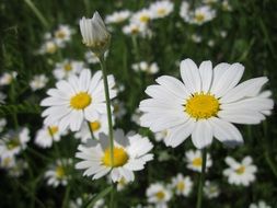 corn chamomile flowers close-up on blurred background