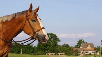 horse equestrian