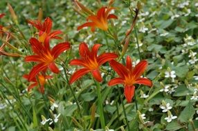 red lilies in a summer garden in the Netherlands