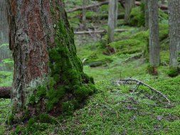 forest moss green nature silent