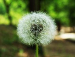 seed head of dandelion close up