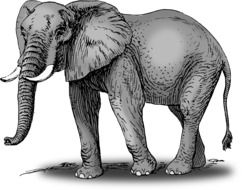 gorgeous elephant animal drawing