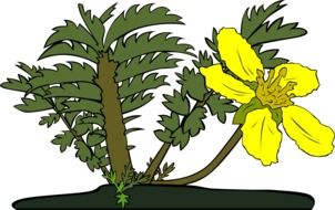r yellow large big plants drawing