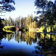 reflection of trees in a forest lake