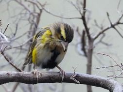 colorful bird on a tree branch