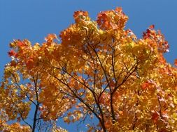 A lot of the beautiful and colorful leaves on the maple tree