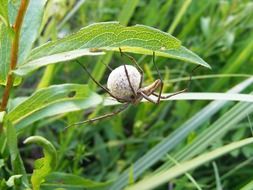 Spider on a green leaf