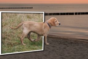 Photo montage of cute doggy on the beach