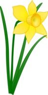 painted yellow narcis on a white background