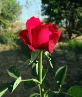 closed rosebud on the stem