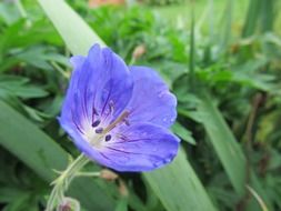 purple flower on the plant
