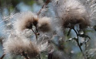 dry cotton grass seeds on a blurred background