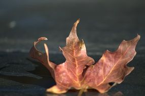 Dead dry leaf autumn nature fall red