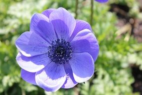 purple flower on the hill