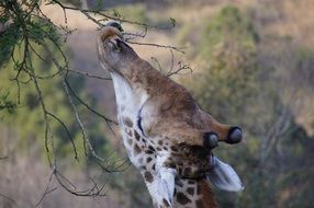 giraffe is eating leaves from the trees