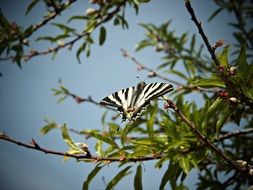 monarch butterfly on a tree branch with green leaves