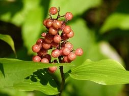 berries of a wild plant close-up