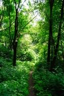 forest tree shadow