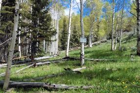 picturesque forest landscape of Nevada