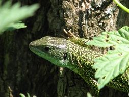 bewitching green lizard