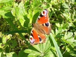 Colorful and beautiful peacock butterfly on a green garden plant