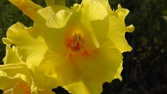 beautiful yellow blossoms