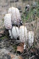 mushrooms like white parasol